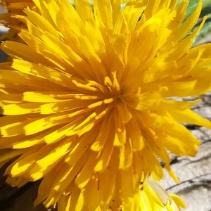 Meet your Posher, Eevee